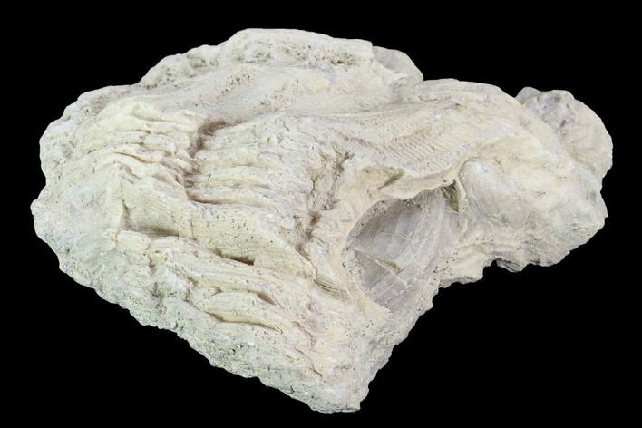 Fossil Cretaceous Rudist (Durania) - Kansas #96405